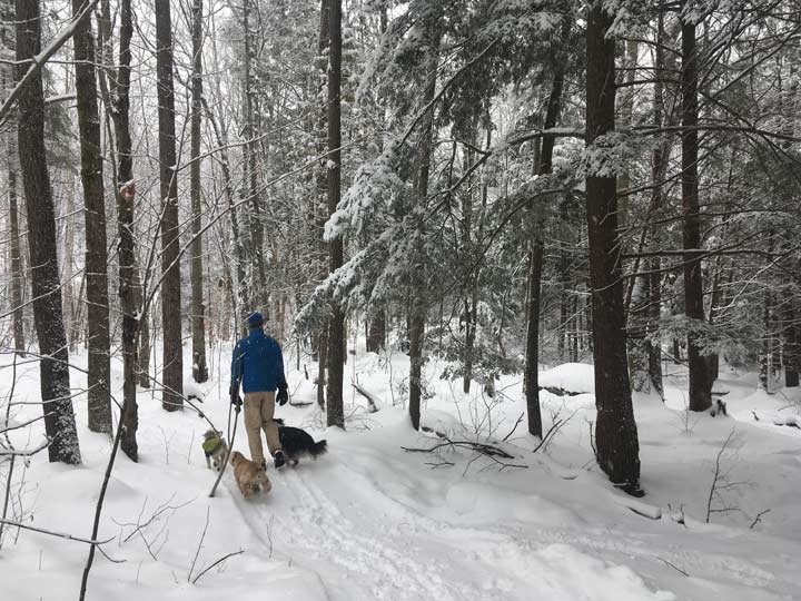 hiking with a pet dog in a snowy forest