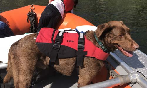 Standard Rafting Gear: Rusty the Bear Dog